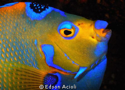 Queen Angelfish. Nikon D90; 60mm AF-S ED, strobes YS-120. by Edson Acioli 
